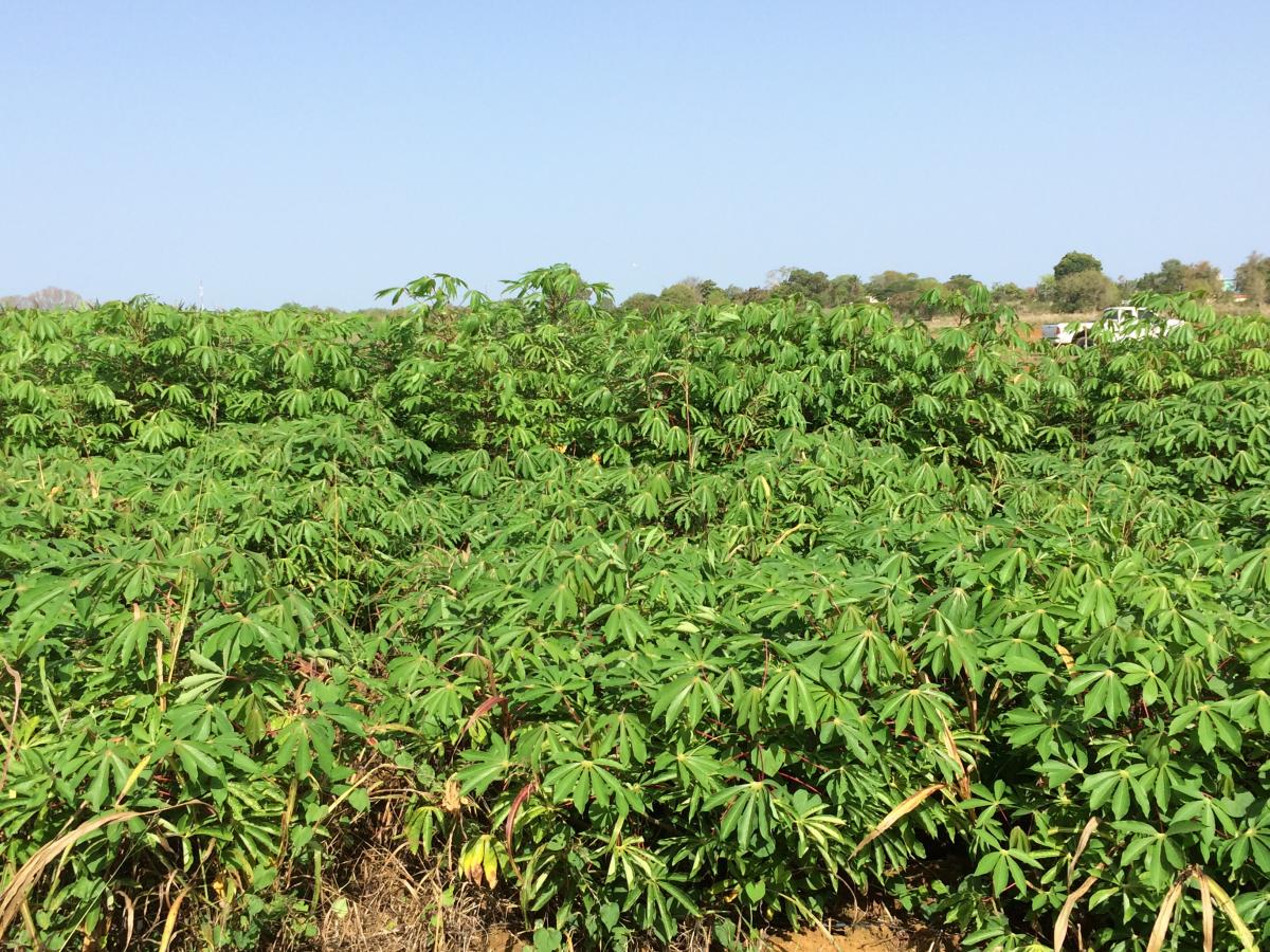 Cassava, a starch-rich root crop that is a primary calorie source for more than 250 million people in sub-Saharan Africa.