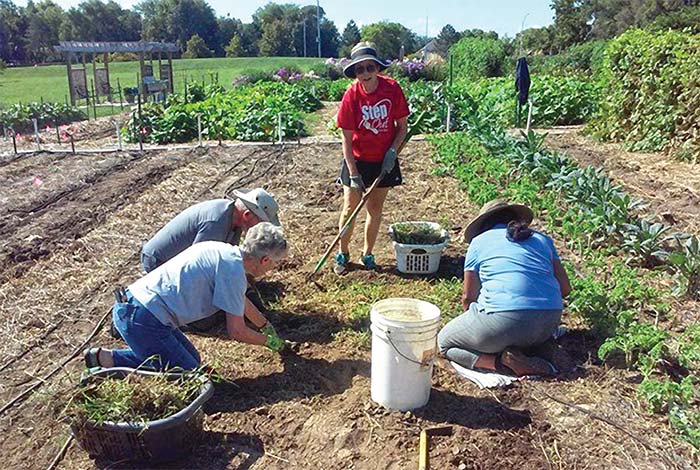 Surplus garden produce shared with people in need | Institute of ...