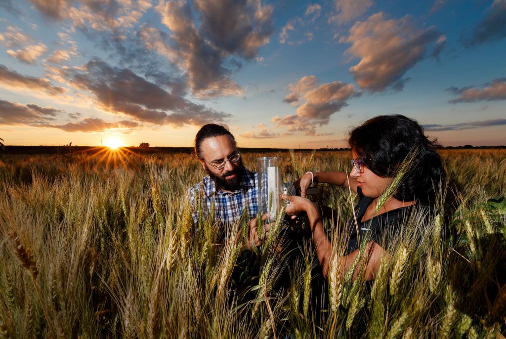 Harkamal Walia examining specimen in field