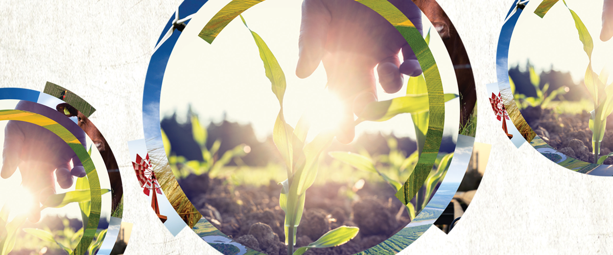 A illustrative graphic of a hand nurturing a young corn plant.