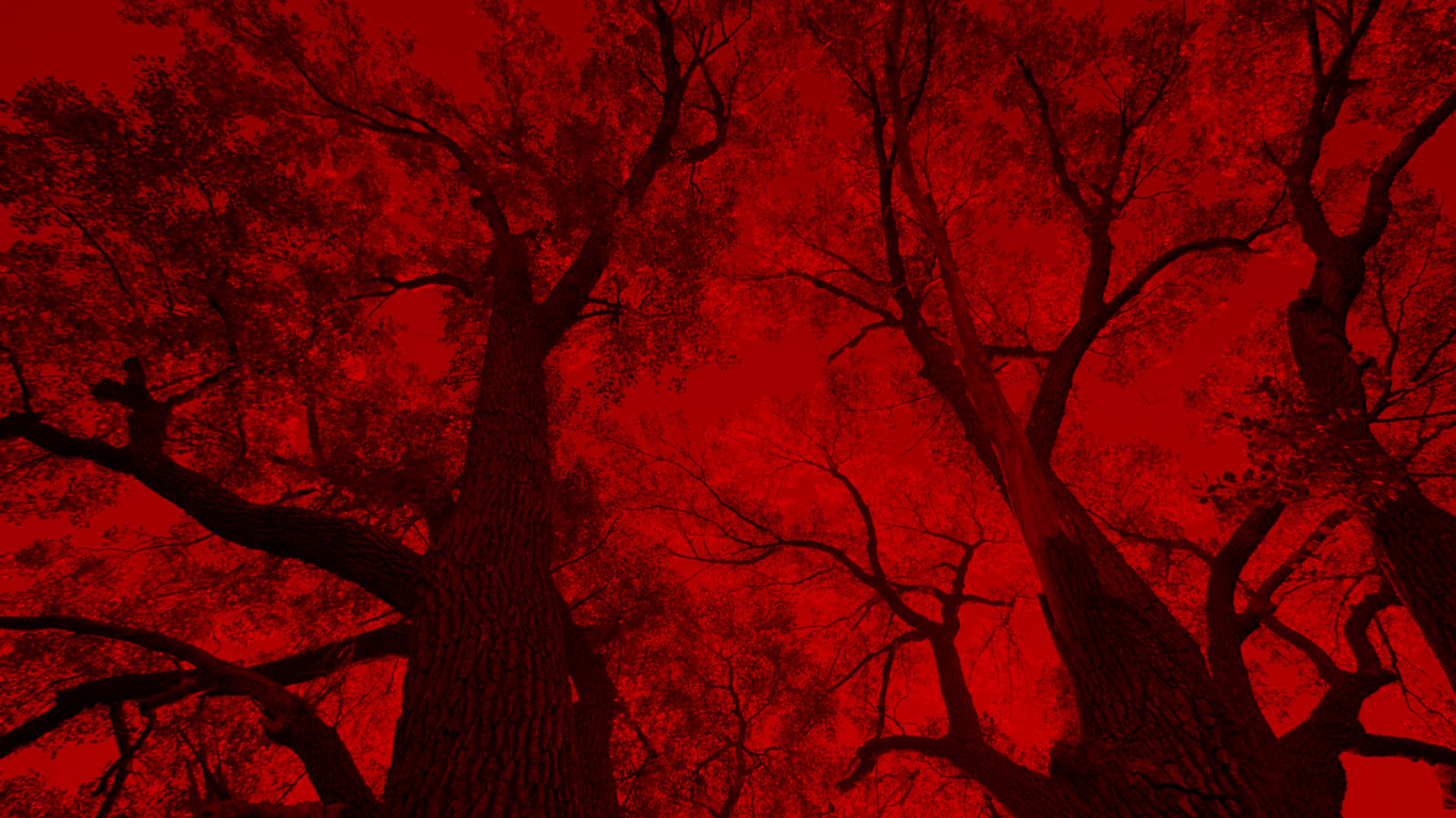 Tall trees with branches and leaves silhouetted against a vivid red sky.