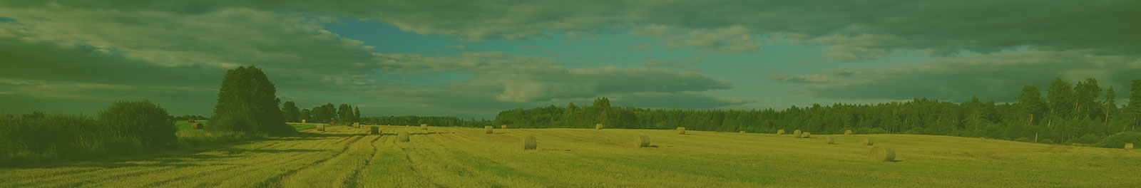 Field with hay bales