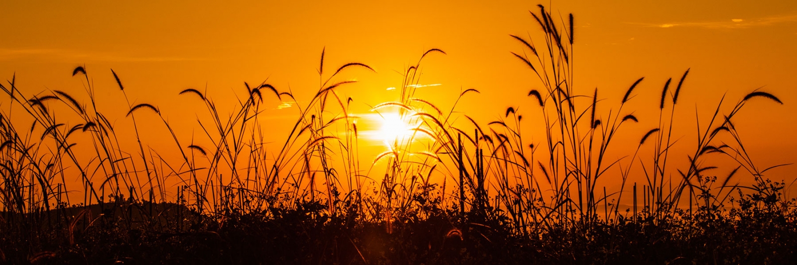 A wheat field at sunset.