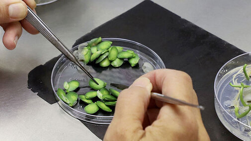 Petri dish