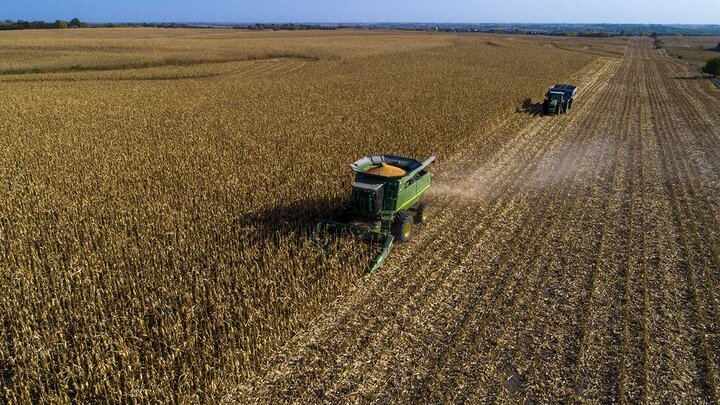 Combine harvesting corn