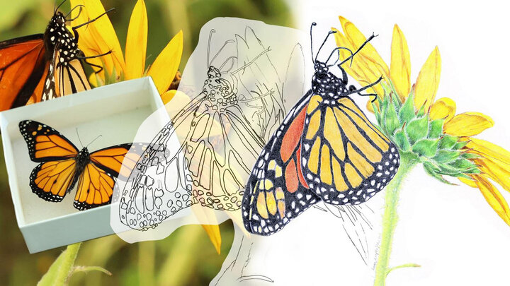 A monarch butterfly is shown next to its scientific illustration.