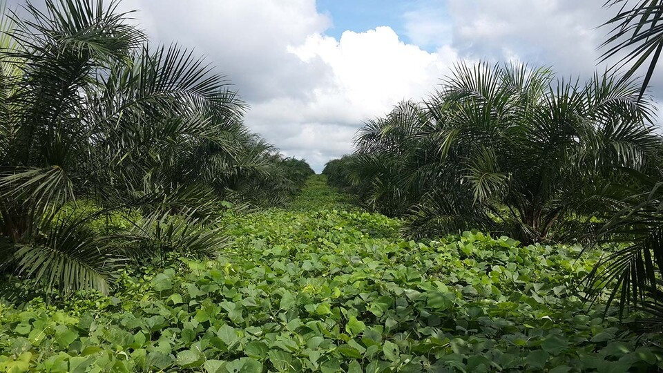 Image of palm oil plantation in Indonesia. A global team led by Nebraska's Patricio Grassini is working on this challenge. 